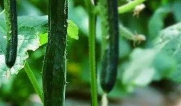 肝癌可以吃蒲瓜吗