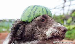 生瓜狗可以吃吗,宠物饮食安全解析