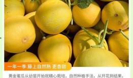 沙漠蜜瓜甜瓜怎么吃,解锁甜瓜的多重美味食用方式