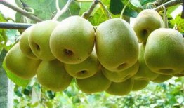 肝癌可以吃蒲瓜吗