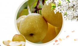 空腹可以吃酥瓜,空腹食用酥瓜的奇妙体验