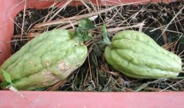 孕妇可以吃石灰瓜,石灰瓜助力孕妇健康营养