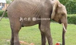 大象吃瓜过夏天,共度清凉夏日时光