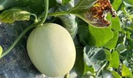 吃瓜群众最甜蜜,吃瓜群众的最爱揭秘