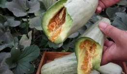 削皮吃的瓜叫什么瓜,揭秘“削皮瓜”的神秘面纱