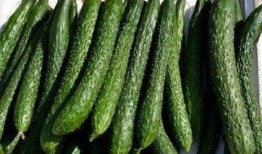 减肥可以吃长条瓜吗,健康美味两不误