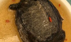 甲鱼冰冰吃瓜解读,揭秘娱乐圈幕后真相