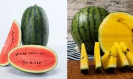 专门吃瓜的群名,揭秘“专门吃瓜”群的热闹日常