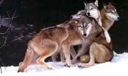 官狼2018吃瓜,揭秘娱乐圈的“吃瓜”风云