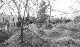 坟地吃瓜小说,吃瓜群众的神秘探险之旅