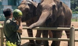 大象吃瓜过夏天,共度清凉夏日时光