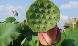 吃过莲子可以吃瓜吗,同食相宜的养生搭配探索