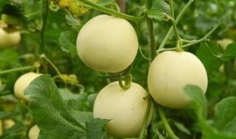 妡妡吃瓜,揭秘娱乐圈幕后故事