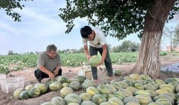 唐溪吃瓜,揭秘娱乐圈背后的那些事儿