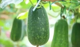 sfu吃瓜,揭秘“吃瓜”背后的故事