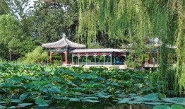 未名湖吃瓜,一场校园文化的狂欢