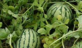 路边吃瓜的危害,揭秘潜在危害与预防措施