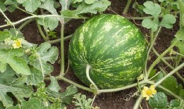 会长吃瓜大小s,揭秘娱乐圈幕后真相