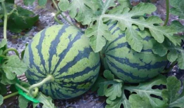 吃瓜拍西瓜,吃瓜拍西瓜，趣味生活新体验