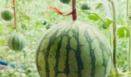 扫描吃瓜真不真,真相与谣言的较量