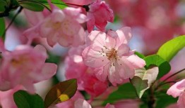 吃瓜小鱼海棠,一场奇幻的瓜果之旅