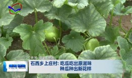 吃石瓜会不会过敏,食用需谨慎
