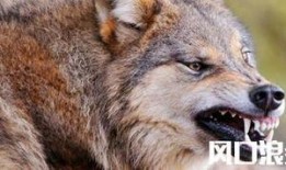 官狼2018吃瓜,揭秘娱乐圈的“吃瓜”风云