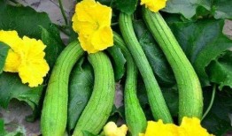 吃瓜吗 入夏啦,吃瓜解暑乐无边