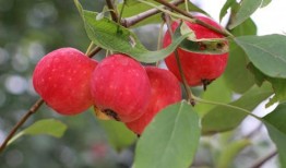 吃瓜小鱼海棠,一场奇幻的瓜果之旅