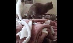 道具吃瓜小喵,揭秘神秘道具的神奇魅力