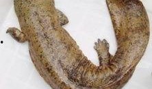 娃娃鱼吃瓜,揭秘瓜果乐园中的神秘食客