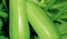 门市部吃瓜,揭秘日常趣事背后的温馨瞬间