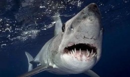 吃瓜大鲨鱼,揭秘吃瓜大鲨鱼的趣味生活