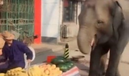 大象吃瓜过夏天,共度清凉夏日时光