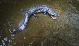 娃娃鱼吃瓜,揭秘瓜果乐园中的神秘食客