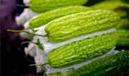 丰田瓜孕妇可以吃吗,孕妇食用指南与注意事项