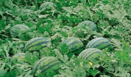 英区吃瓜群,揭秘英国留学生活中的趣味瞬间