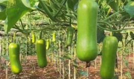 网络吃瓜的种类,盘点热门瓜种，揭秘娱乐圈幕后真相