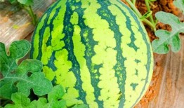 吃瓜群众最甜蜜,吃瓜群众的最爱揭秘