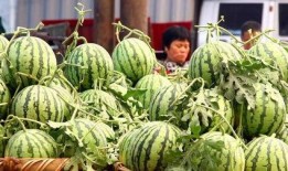 新瓜旧吃,传统与创新交融的美食之旅