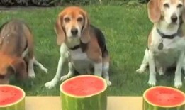 吃狗吃瓜,一场关于道德与争议的全民盛宴