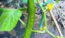 吃瓜的萝卜,揭秘瓜农的甜蜜生活