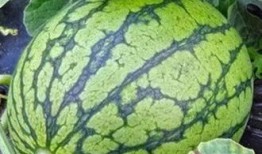 西北农林吃瓜事件,一场校园风波的反思与启示