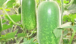 专门吃瓜的群名,揭秘“专门吃瓜”群的热闹日常