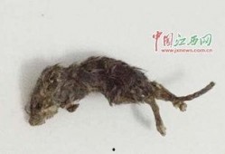 老鼠冒头吃瓜,瓜田里的神秘冒头事件