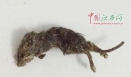 老鼠冒头吃瓜,瓜田里的神秘冒头事件