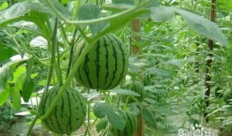 西北农林吃瓜事件,一场校园风波的反思与启示