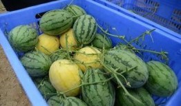 吃瓜群 吃瓜大合集,揭秘网络热议背后的真相与笑料