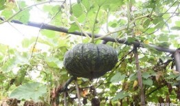 菜呱呱吃瓜,揭秘娱乐圈那些不为人知的幕后故事