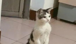 带你吃瓜土拨鼠,带你领略“带你吃瓜土拨鼠”的独特魅力